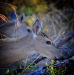 Close-up of deer