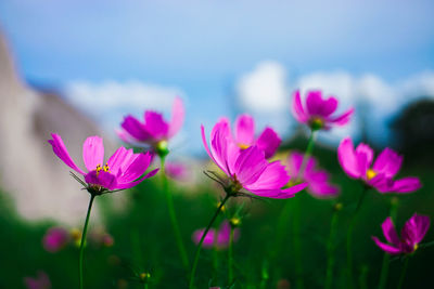 Close-up of pink cosmos flowers on field