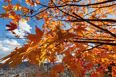 Low angle view of maple tree against sky