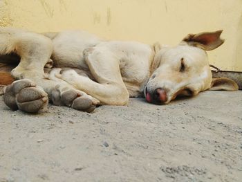 Close-up of dog sleeping