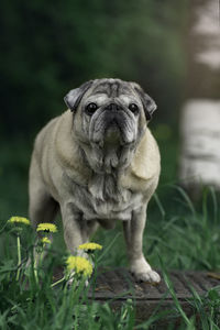 The pug dog is standing in the park