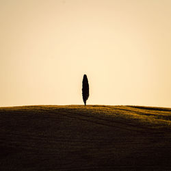 Tree silhouette in tuscany italy during sunset taken in summer 2022