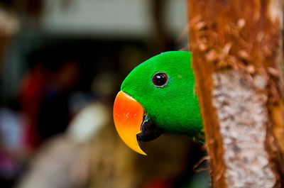 Close-up of parrot