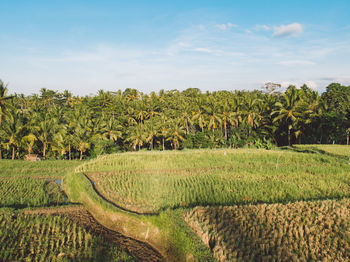 Scenic view of agricultural rice field against sky