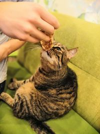 Close-up of hand touching cat