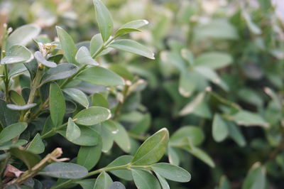 Close-up of fresh green plant
