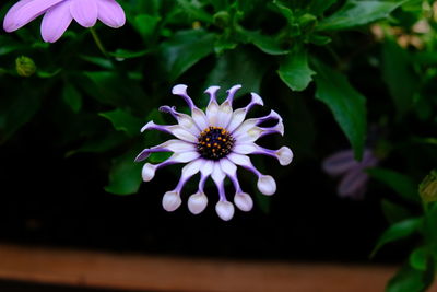 Close-up of purple flower