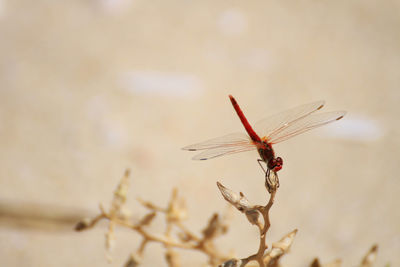 Close-up of insect on leaf