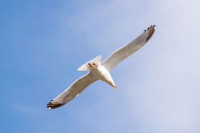 Low angle view of seagull flying