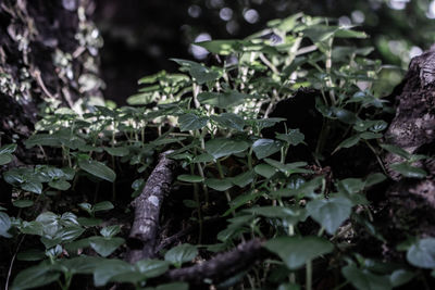 High angle view of leaves on land in forest