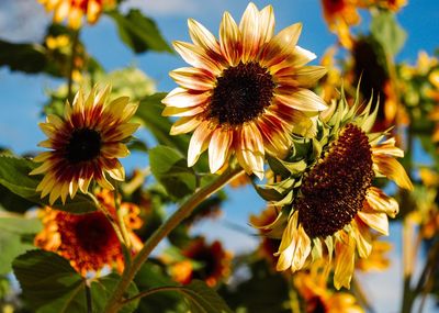 Close-up of coneflowers blooming outdoors