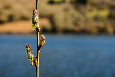 Close-up of plant against water