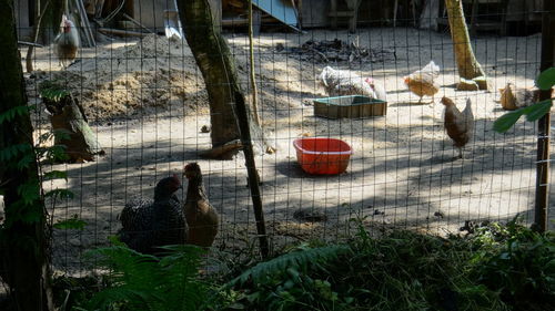 Birds in basket