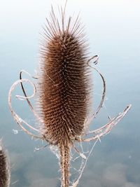 Close-up of dried plant