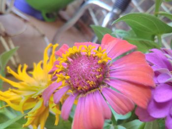 Close-up of flowers blooming outdoors