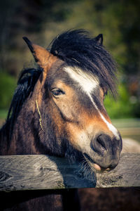 Close-up of a horse