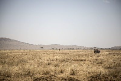 Scenic view of field against clear sky