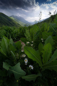 Scenic view of agricultural field against sky