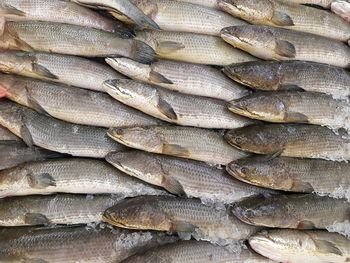 Full frame shot of fish for sale in market