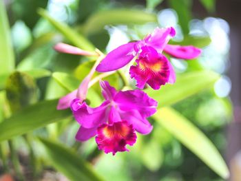 Close-up of flowers blooming outdoors