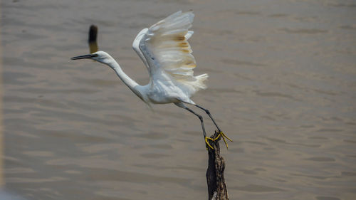 Bird flying over lake