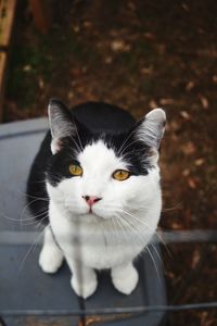 Close-up portrait of white cat