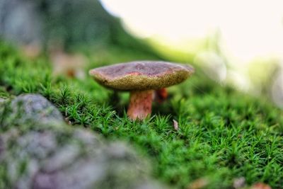 Close-up of mushroom growing on field