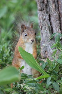 Close-up of squirrel on tree trunk