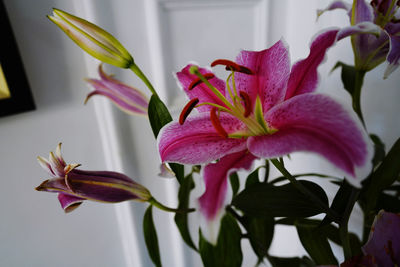 Close-up of pink flowering plant