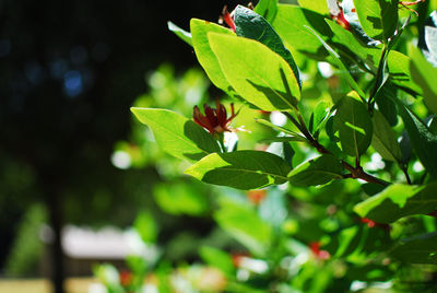 Close-up of butterfly on plant