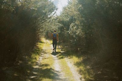 Rear view of man walking in forest