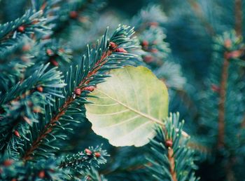Close-up of pine tree with leaves