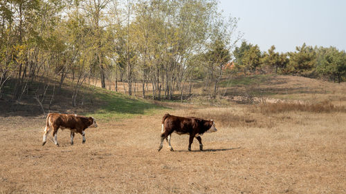 Horses in a field