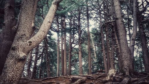 Low angle view of trees in forest