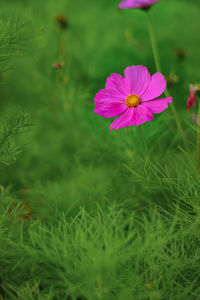 Close-up of pink flower on field