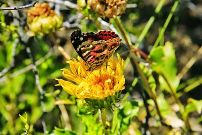 Close-up of butterfly pollinating on flower