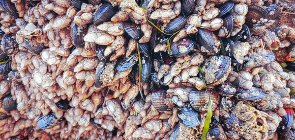 Full frame shot of fish for sale in market