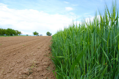 Scenic view of wheat field against sky