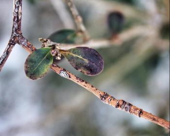 Close-up of tree