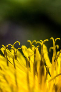 Close-up of yellow crops on field