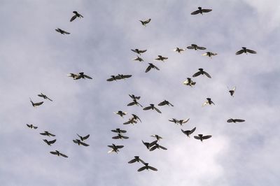 Low angle view of birds flying against sky