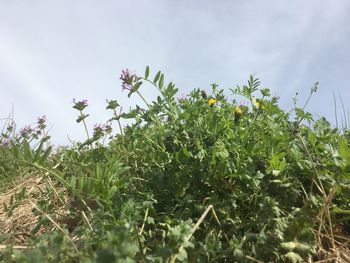 Low angle view of flowers