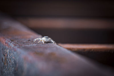 Close-up of insect on table