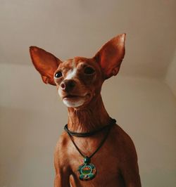 Close-up portrait of a dog