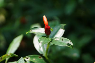 Close-up of red flower bud