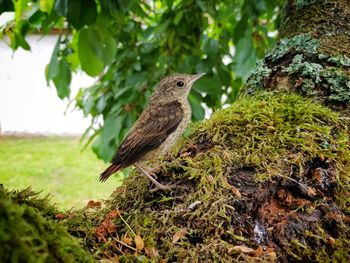 Little bird perching on a tree