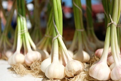 Garlic bunches at a minneapolis farmers market