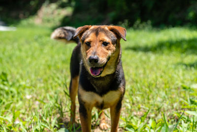 Portrait of dog on field