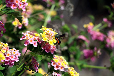 Close-up of butterfly on pink flower in park