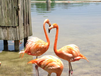 Birds in a lake